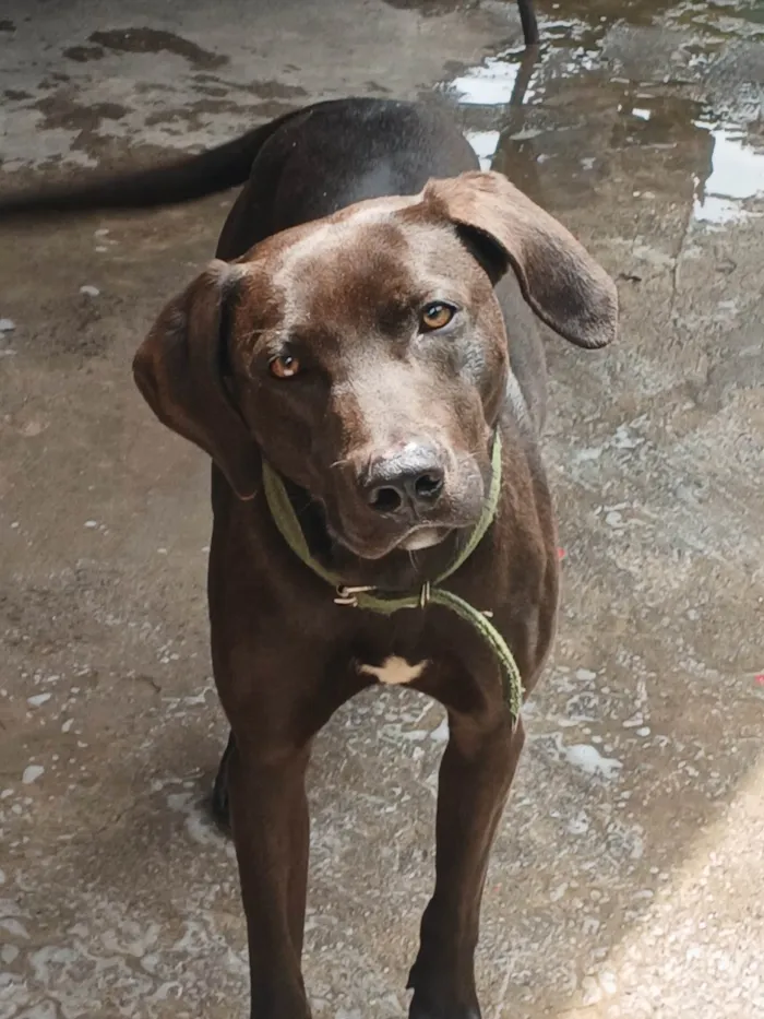 Cachorro ra a Labrador idade 7 a 11 meses nome Sem nome