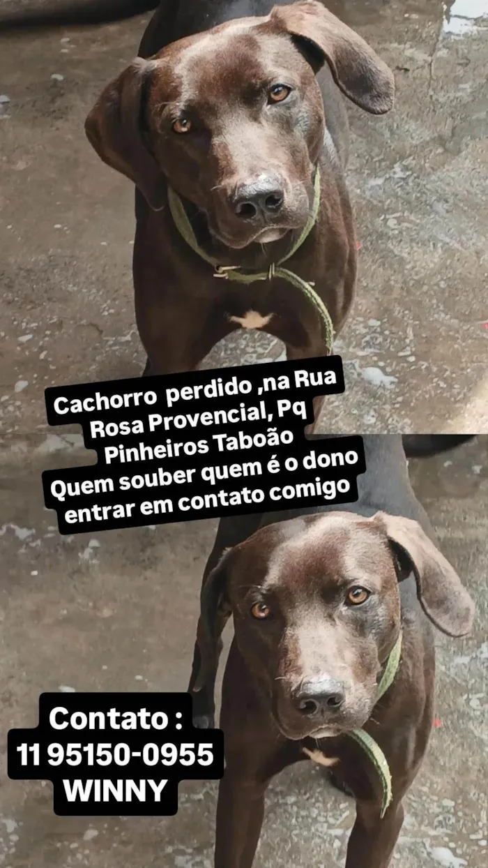 Cachorro ra a Labrador idade 7 a 11 meses nome Sem nome