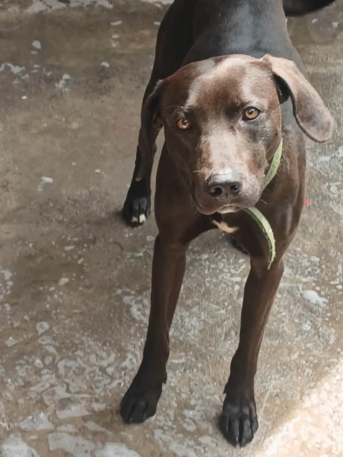 Cachorro ra a Labrador idade 7 a 11 meses nome Sem nome