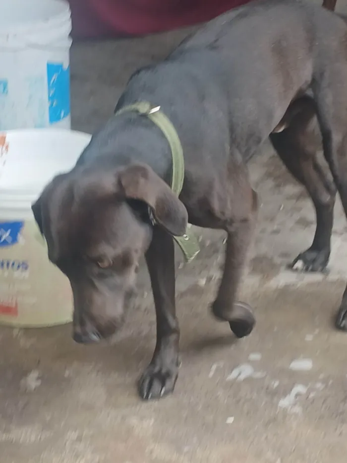 Cachorro ra a Labrador idade 7 a 11 meses nome Sem nome