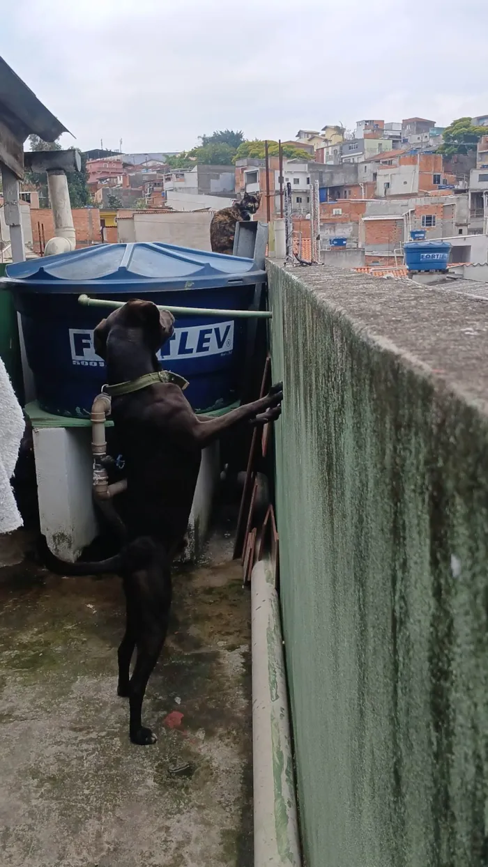 Cachorro ra a Labrador idade 7 a 11 meses nome Sem nome