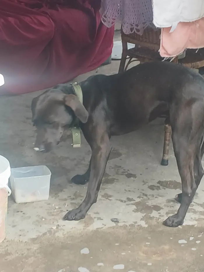 Cachorro ra a Labrador idade 7 a 11 meses nome Sem nome