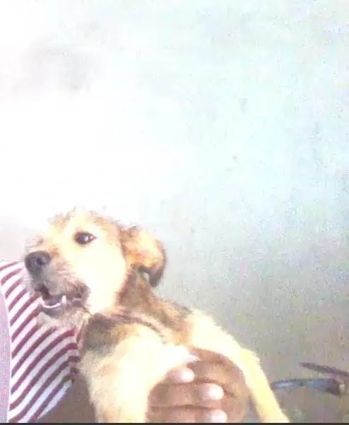 Cachorro ra a SRD-ViraLata idade 2 a 6 meses nome Akamaru