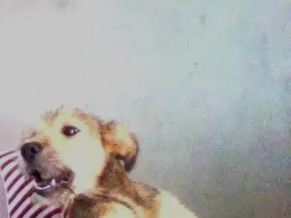 Cachorro raça SRD-ViraLata idade 2 a 6 meses nome Akamaru