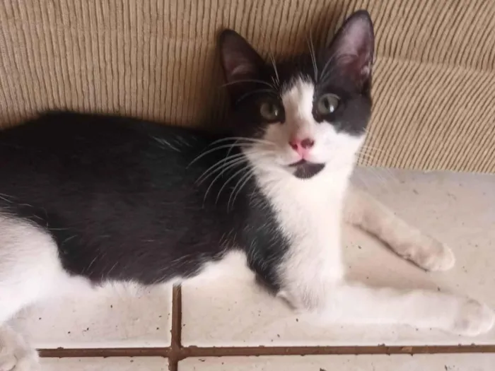 Gato ra a SRD-ViraLata idade 2 a 6 meses nome Teddy