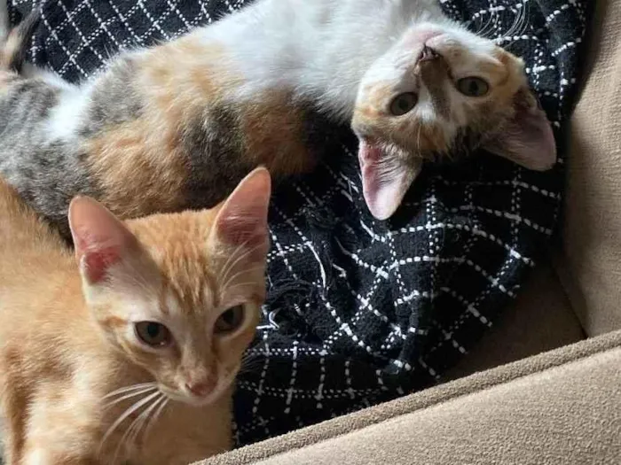 Gato ra a SRD-ViraLata idade 2 a 6 meses nome kiara e simba