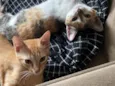 kiara e simba