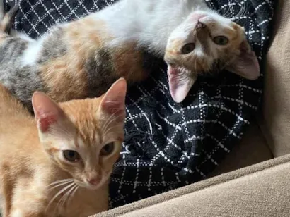 Gato raça SRD-ViraLata idade 2 a 6 meses nome kiara e simba