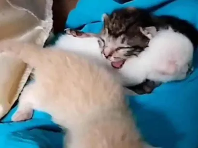 Gato raça SRD-ViraLata idade Abaixo de 2 meses nome Não tem nome 