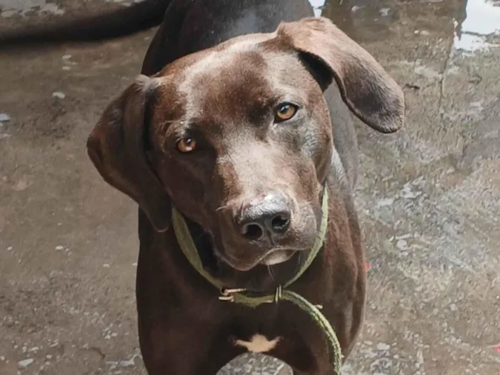 Cachorro ra a Labrador idade 7 a 11 meses nome Sem nome