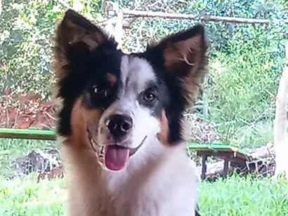 Cachorro raça Sheepdog idade 1 ano nome TOMÉ