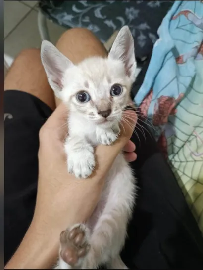Gato raça SRD-ViraLata idade Abaixo de 2 meses nome Sem nome 