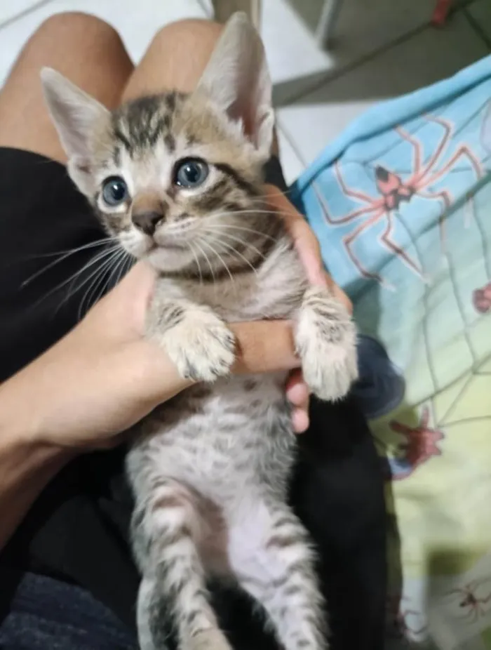 Gato ra a SRD-ViraLata idade Abaixo de 2 meses nome Sem nome 