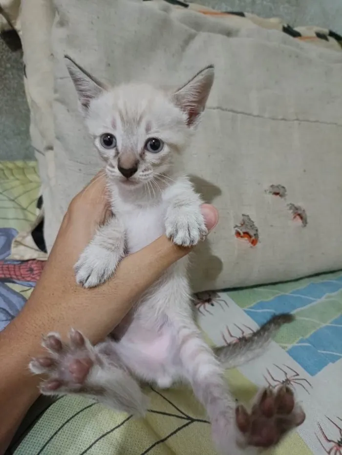 Gato ra a SRD-ViraLata idade Abaixo de 2 meses nome Sem nome 