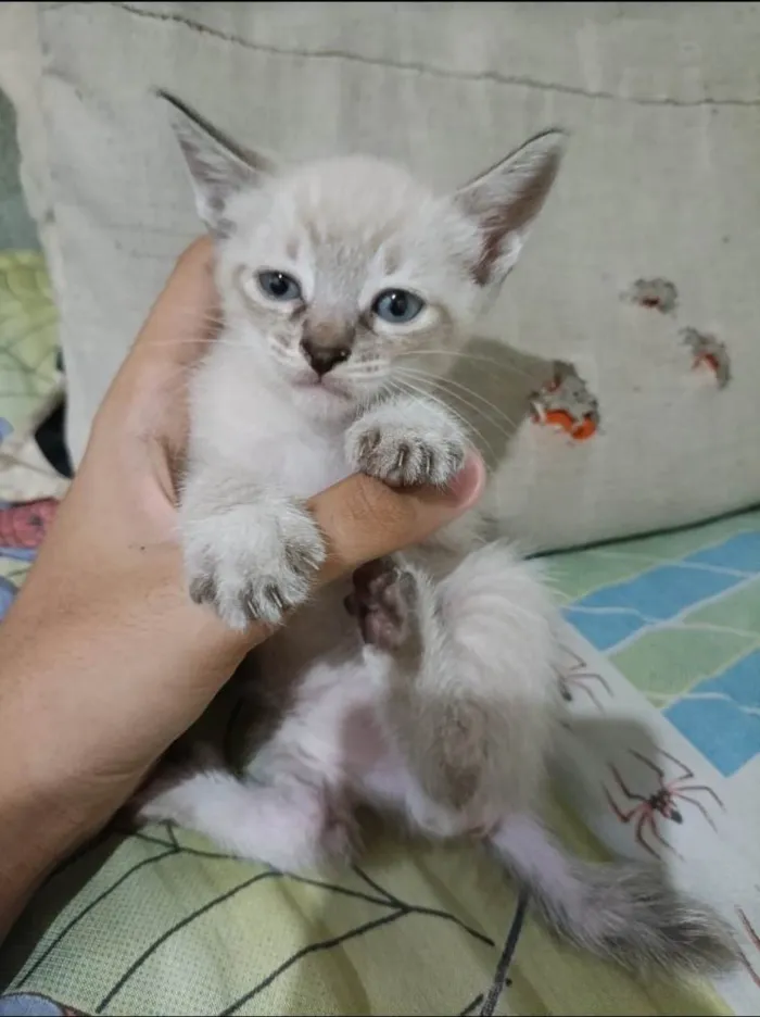 Gato ra a SRD-ViraLata idade Abaixo de 2 meses nome Sem nome 
