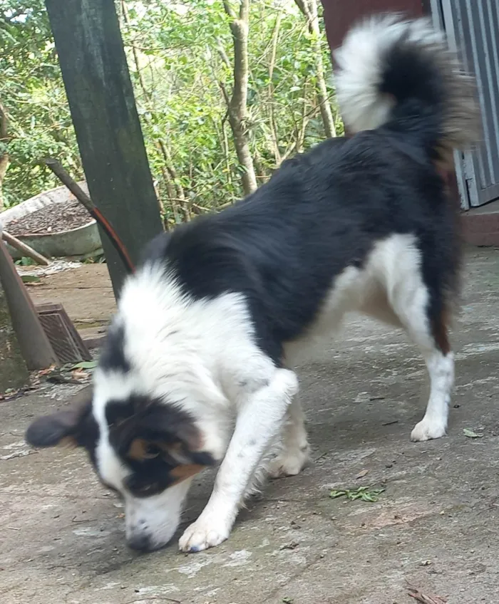 Cachorro ra a Sheepdog idade 1 ano nome TOMÉ