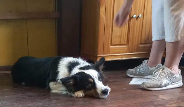Cachorro ra a Sheepdog idade 1 ano nome TOMÉ