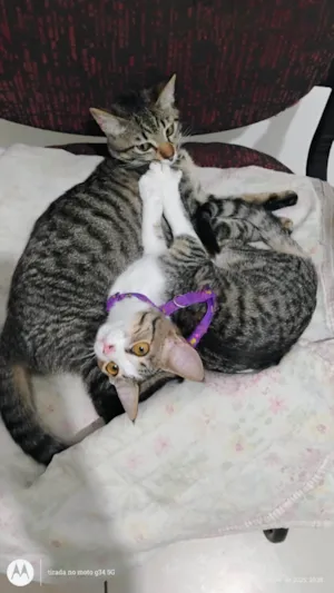 Gato raça SRD-ViraLata idade 7 a 11 meses nome Nina e layla