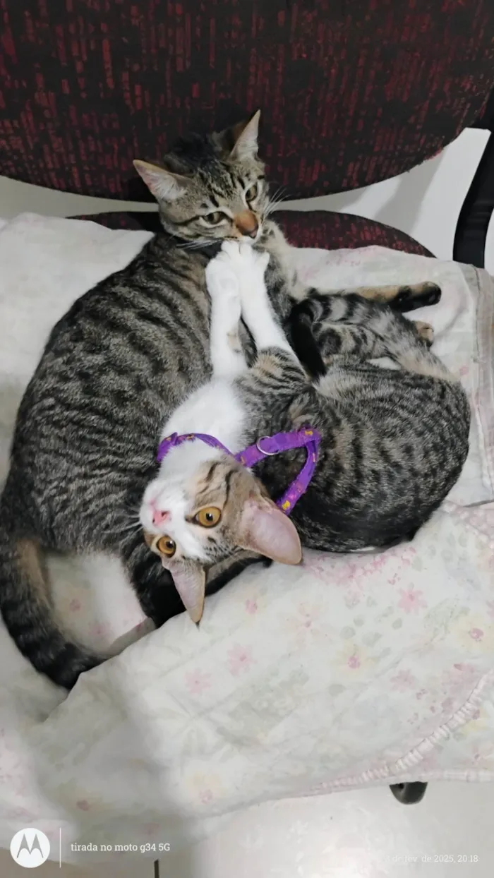Gato ra a SRD-ViraLata idade 7 a 11 meses nome Nina e layla