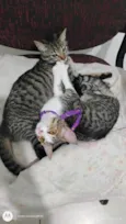 Nina e layla