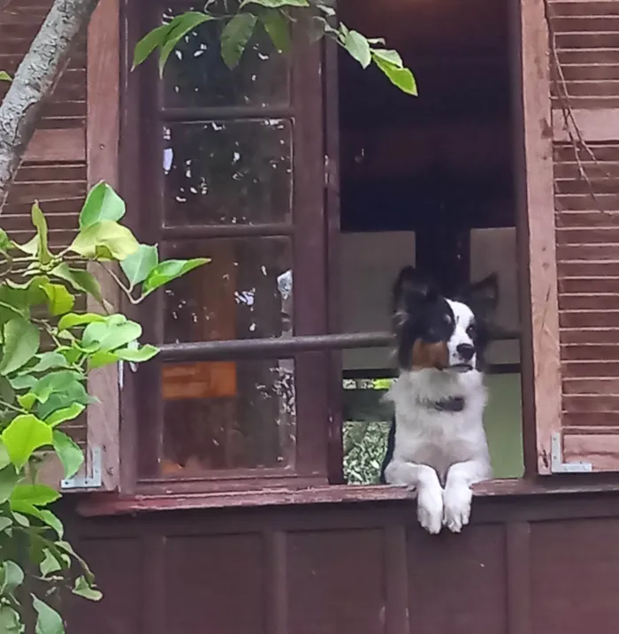 Cachorro ra a Sheepdog idade 1 ano nome TOMÉ