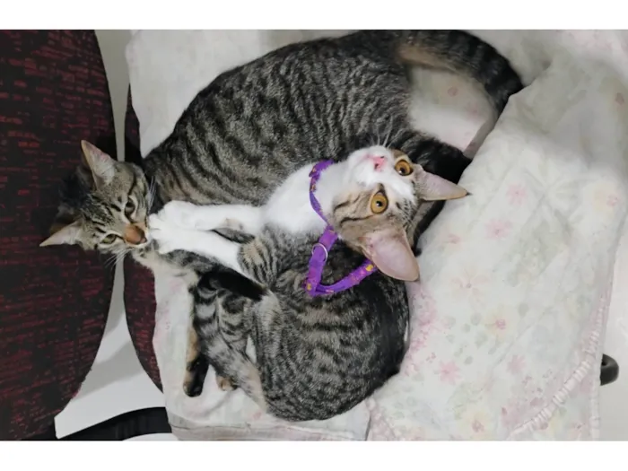 Gato ra a SRD-ViraLata idade 7 a 11 meses nome Nina e layla