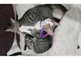 Nina e layla