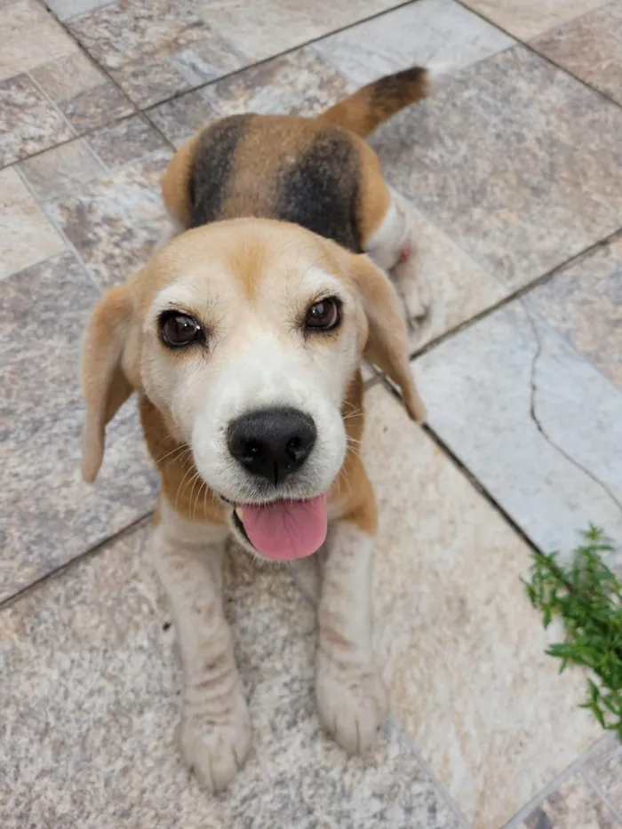 Cachorro ra a SRD-ViraLata idade 6 ou mais anos nome Kiara