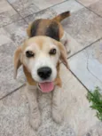 Kiara
