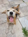 Kiara