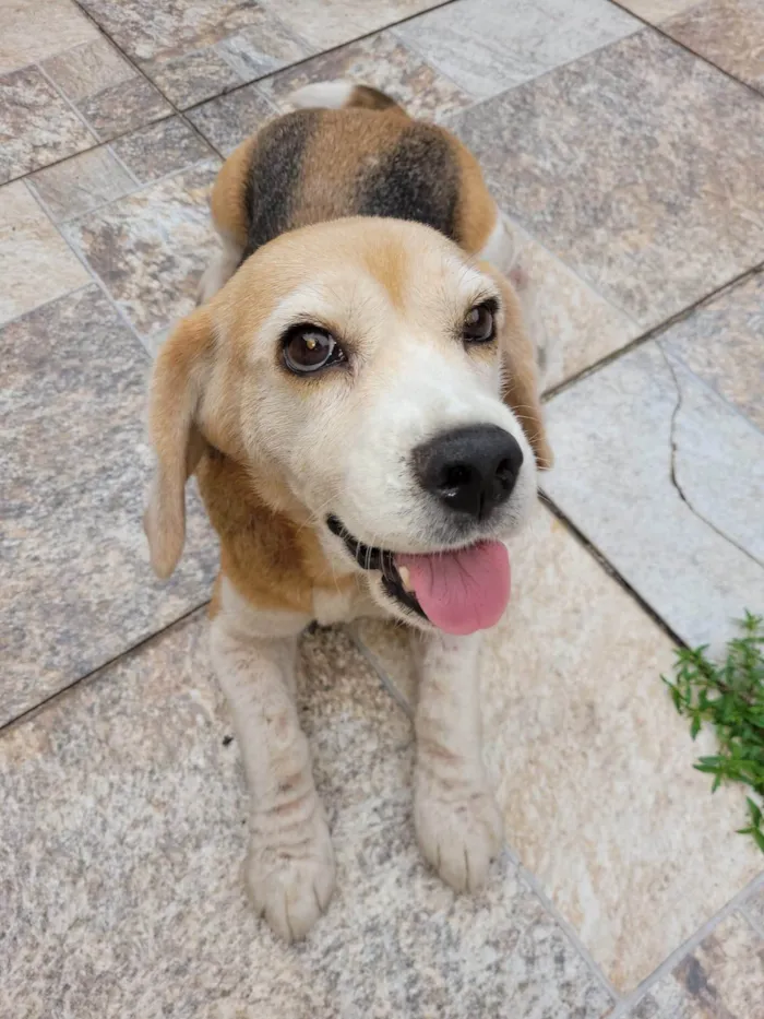 Cachorro ra a SRD-ViraLata idade 6 ou mais anos nome Kiara