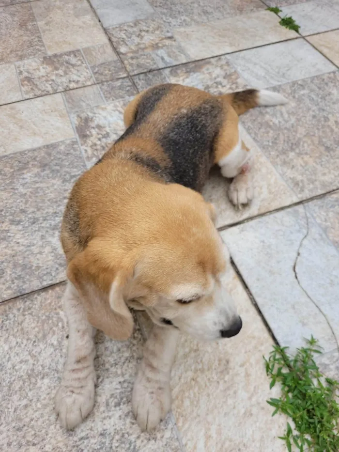 Cachorro ra a SRD-ViraLata idade 6 ou mais anos nome Kiara