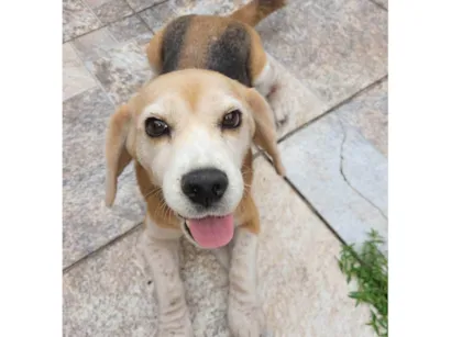 Cachorro raça SRD-ViraLata idade 6 ou mais anos nome Kiara