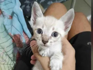 Gato raça SRD-ViraLata idade Abaixo de 2 meses nome Sem nome 