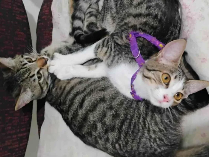 Gato ra a SRD-ViraLata idade 7 a 11 meses nome Nina e layla