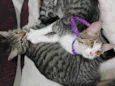 Nina e layla