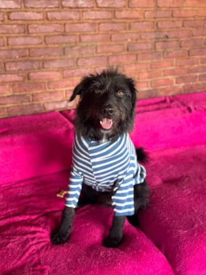Cachorro raça SRD-ViraLata idade 3 anos nome Tutty