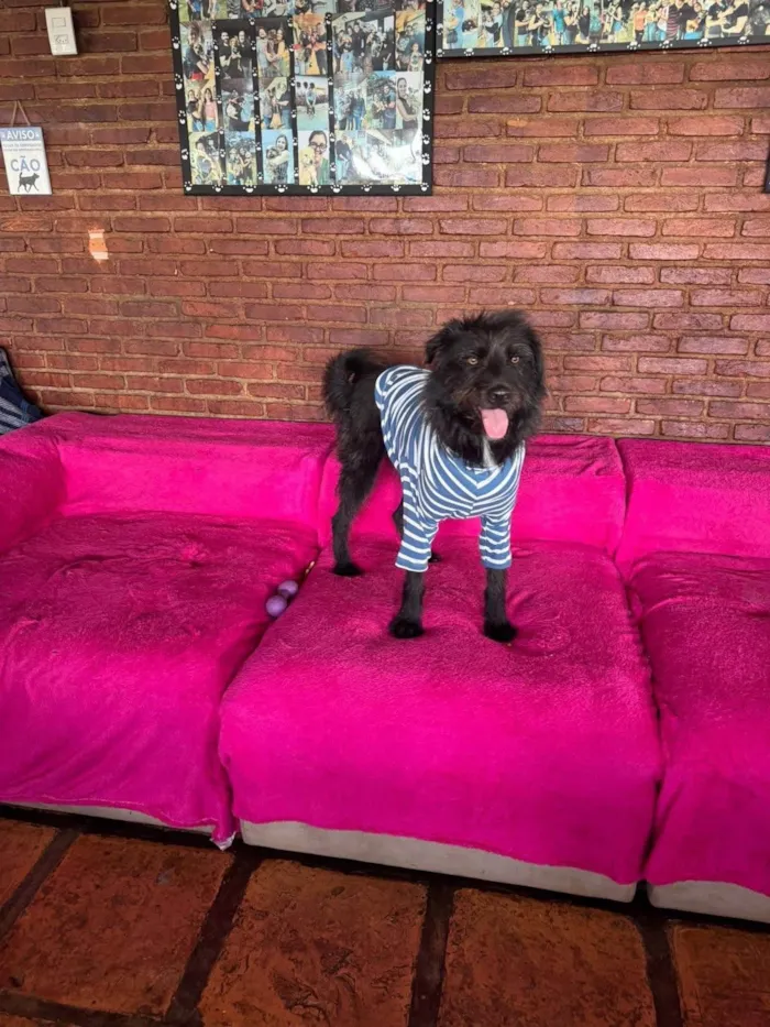 Cachorro ra a SRD-ViraLata idade 3 anos nome Tutty