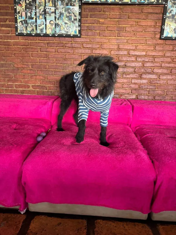 Cachorro ra a SRD-ViraLata idade 3 anos nome Tutty