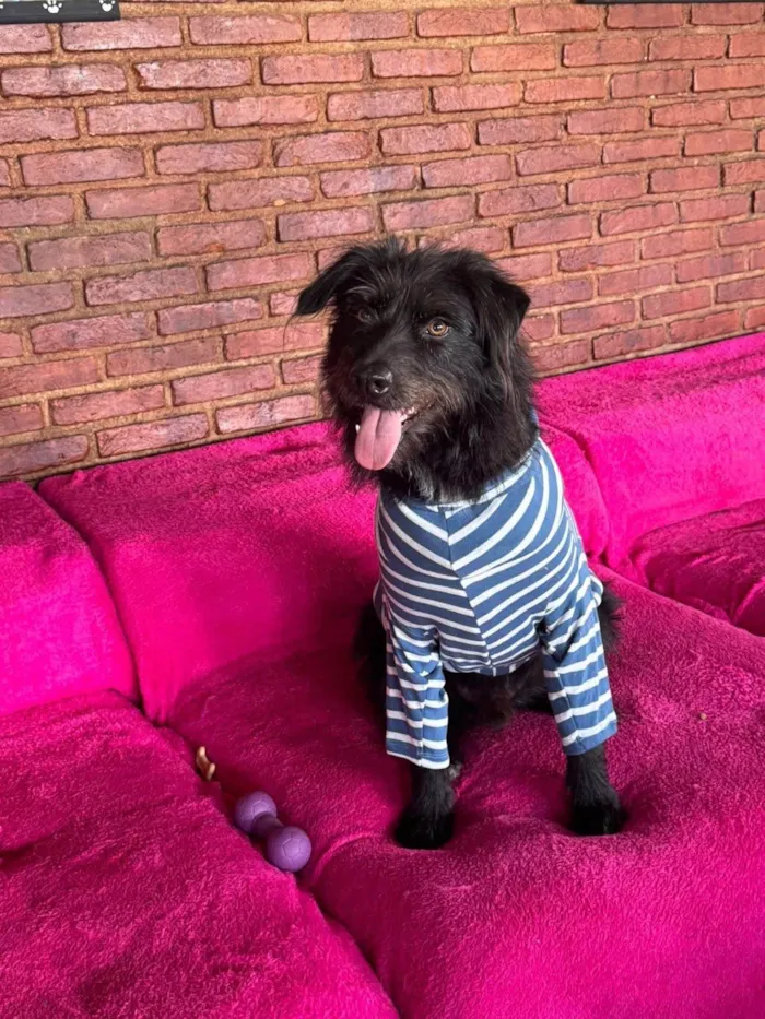 Cachorro ra a SRD-ViraLata idade 3 anos nome Tutty