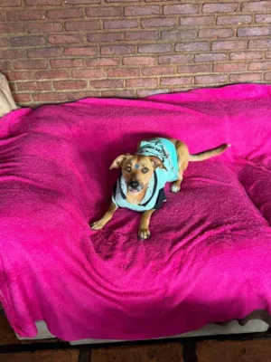 Cachorro raça SRD-ViraLata idade 1 ano nome Nina