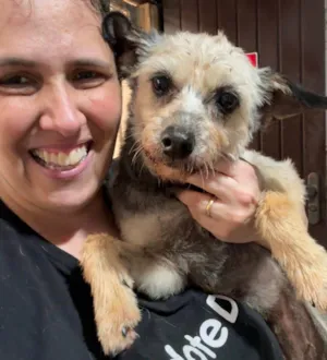 Cachorro raça SRD-ViraLata idade 3 anos nome Babi