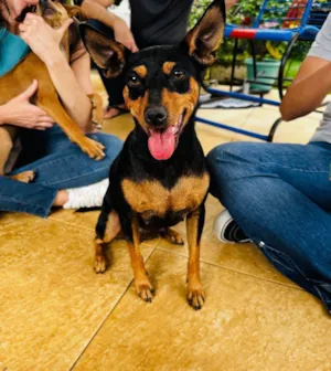 Cachorro raça SRD-ViraLata idade 3 anos nome Moranguinho 
