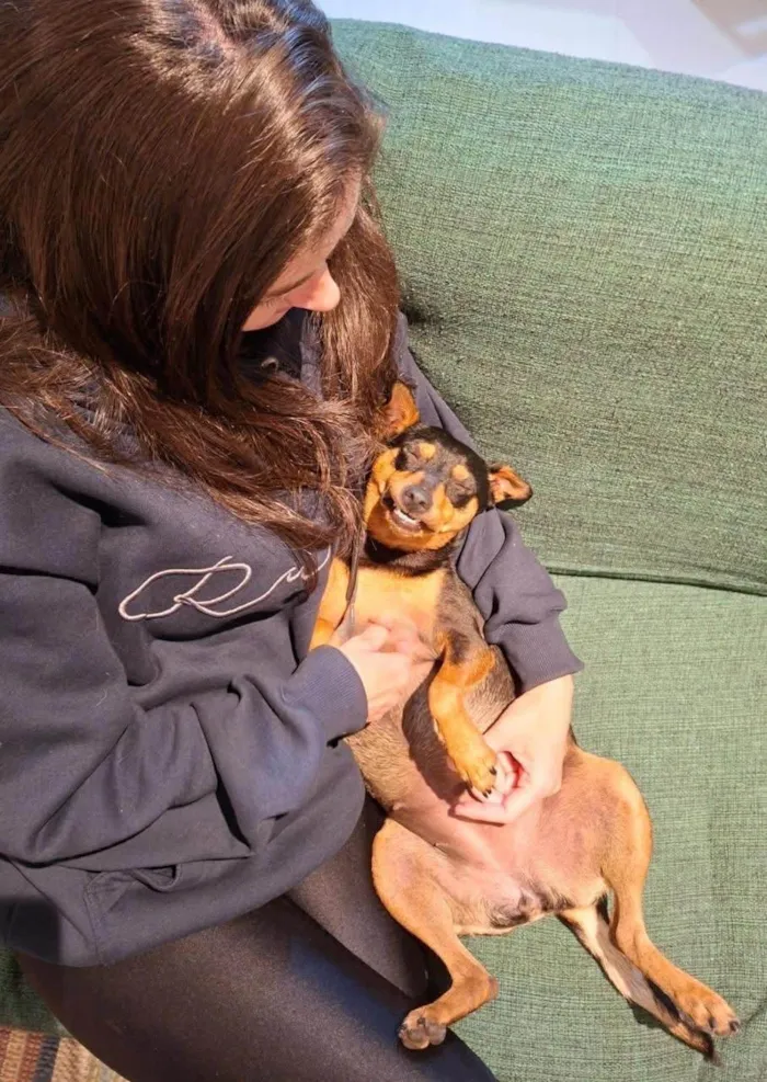 Cachorro ra a SRD-ViraLata idade 3 anos nome Moranguinho 