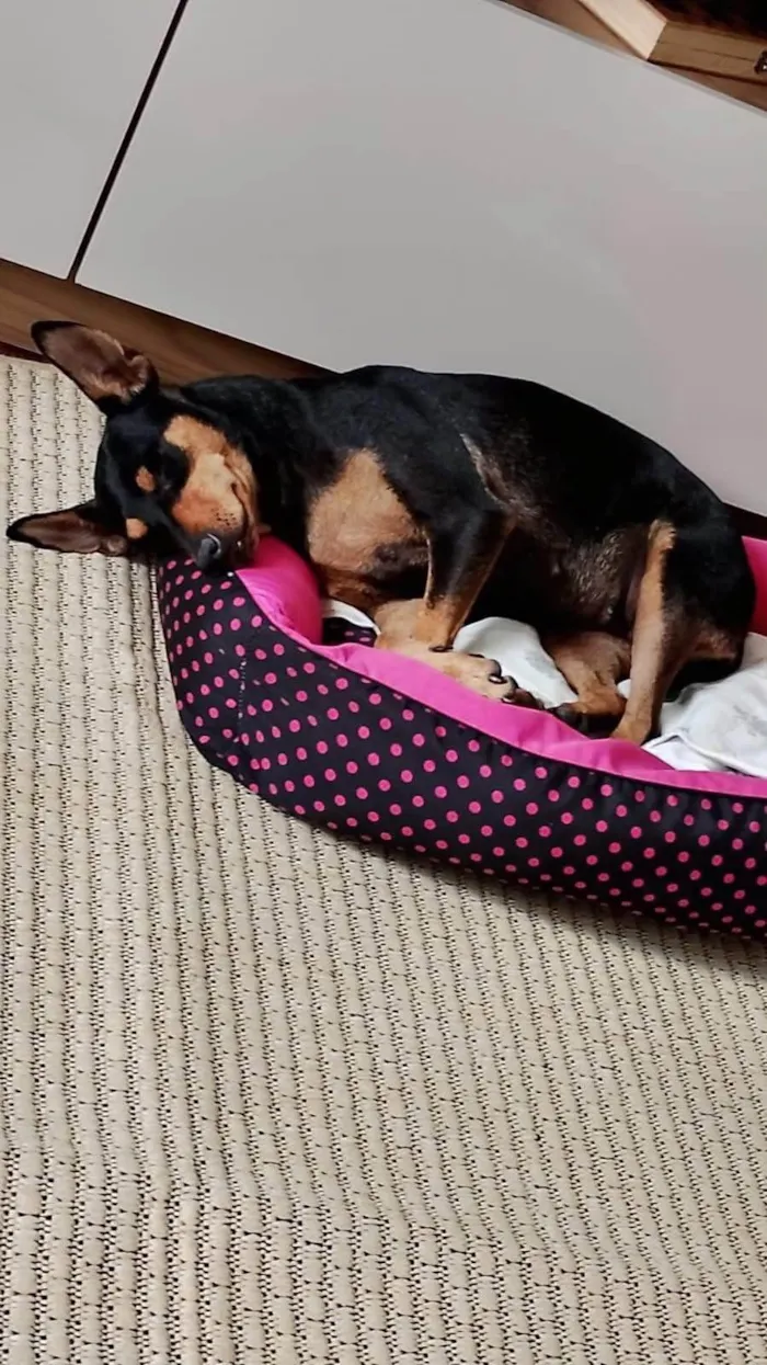 Cachorro ra a SRD-ViraLata idade 3 anos nome Moranguinho 