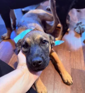 Cachorro raça SRD-ViraLata idade 2 a 6 meses nome Rick