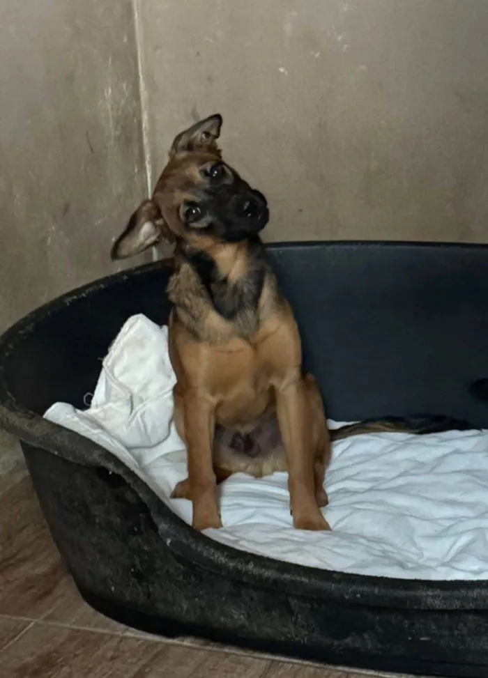Cachorro ra a SRD-ViraLata idade 2 a 6 meses nome Rick
