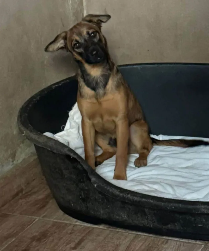 Cachorro ra a SRD-ViraLata idade 2 a 6 meses nome Rick