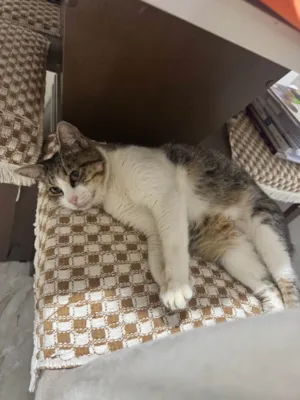 Gato raça SRD-ViraLata idade 2 a 6 meses nome Clarinha