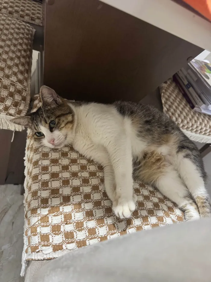 Gato ra a SRD-ViraLata idade 2 a 6 meses nome Clarinha